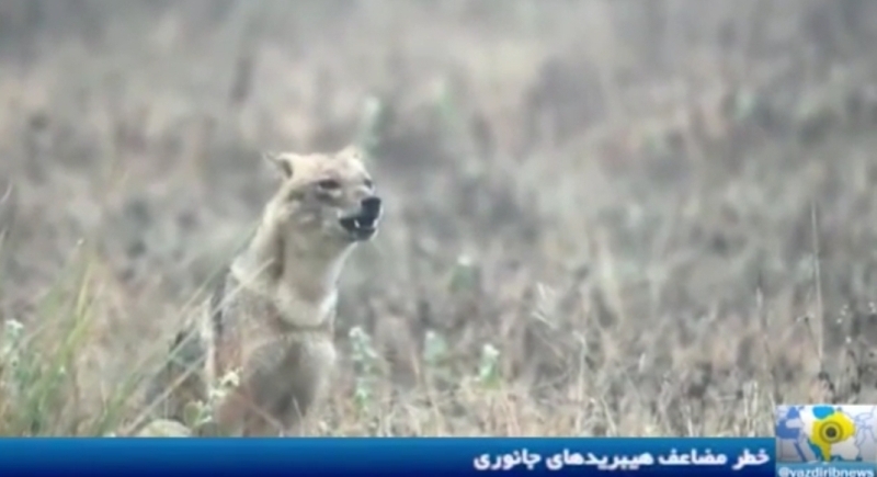 «به نام گرگ، به کام سگ»